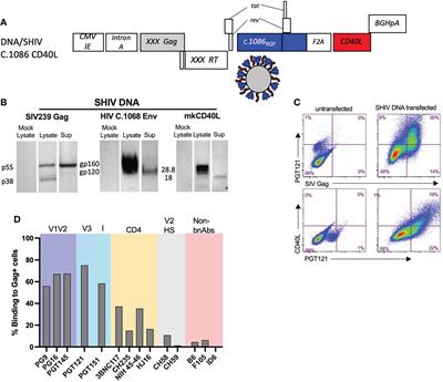 V2 hotspot optimized MVA vaccine expressing stabilized HIV-1 Clade C envelope Gp140 delays acquisition of heterologous Clade C Tier 2 challenges in Mamu-A*01 negative Rhesus Macaques